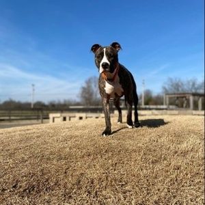 Meet your Posher, Casey